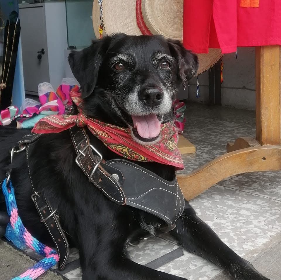 Luna, una perrita negra con pañuelo rojo, sonriendo a la cámara